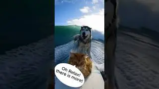 water adventure this time  #funnyanimal #dog #cat