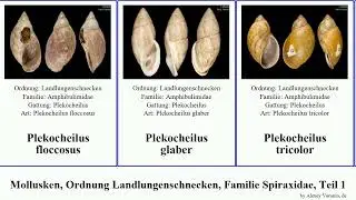 Mollusken, Ordnung Landlungenschnecken, Familie Spiraxidae, Teil 2 plekocheilus orthalicus fulgens