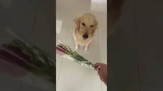 San Valent&iacute;n con Felipe #goldenretriever #dog #humor