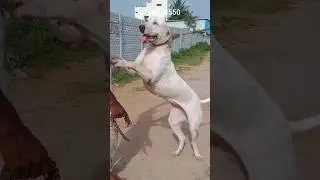 Best Gaurd dog of India bullykutta. bullykutta breeder in Hyderabad. strong dogs of Telangana #dog