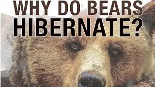 🐻&zwj;❄ Why Do Bears Hibernate? Read Aloud Kid's Book - Educational Book for Children