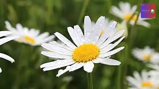 Wild Blossom | 8D Music