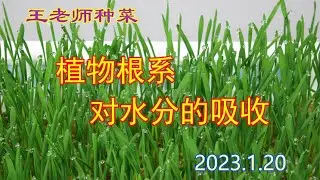 王老师种菜：植物根系对水分的吸收