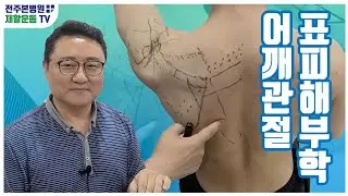 어깨관절 표피해부학