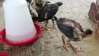Sri Venkateswara Kolla Farming [] Bhimavaram jathi Chicks Peru Cross Chicks