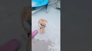 peela aseel and golden misri morgian