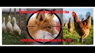 Protecting livestock from Mr fox with the Aplex 4k & .243