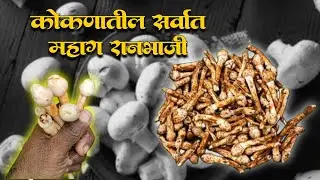 कोकणातील जंगलातील सर्वात महाग रानभाजी, अळंबी#forestvegetable#mushroom#2025 