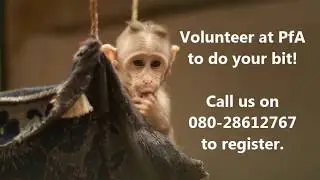 Volunteer with us