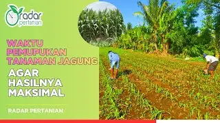 Waktu Pemupukan Tanaman Jagung yang Tepat