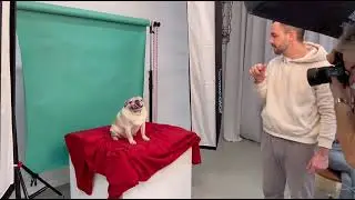 Бэкстейдж фотосессия мопсов в студии Станция. Backstage photo shoot of pugs