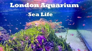 SEA LIFE LONDON AQUARIUM 2022 | Complete Walking tour 2022 | Shark Tank.