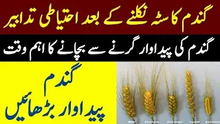Wheat lodging problems and their solution