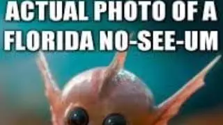 How to kill Florida No-see-ums