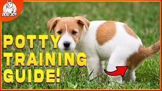 How To Potty Train Your Puppy FAST! (Plus More Puppy Training Hacks!)