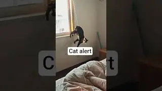Who knows what's going on in this cat's mind? 😹🐈 #FelineMystery #CrazyCat #Kitty #MysteryCat #meow