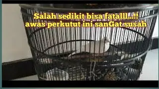 Tips Perawatan perkutut putih kapas 