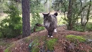 Normal speed, Norwegian forest cat or skogkatt. A big fluff on the run.