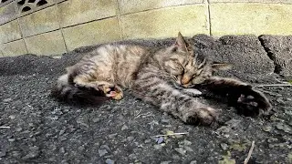 【田代島】【猫島】道路の脇で睡魔に負けて寝てしまった野良猫