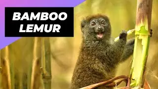 Bamboo Lemur 🐒 One Of The Most Endangered Animals In The Wild!