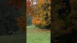 Slow Down with Me | Stunning Autumn Foilage at Jericho Beach &bull;19  #slowliving #asmr #retirement