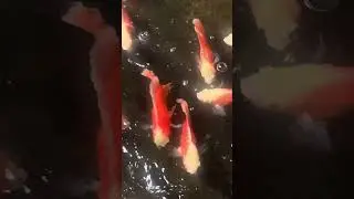 ശ്രീരാഗം ഫിഷ് farm #ornamentalfish #exoticaquariumfish #aquarium #fish #farm #oscarfish