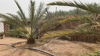 أثر تواجد الماء على نمو النخلة - م منصور المحمدي - Effect of water on Dates palm- www.ajwafarmsa.com