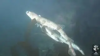 Lesser-spotted Catsharks (Scyliorhinus canicula).