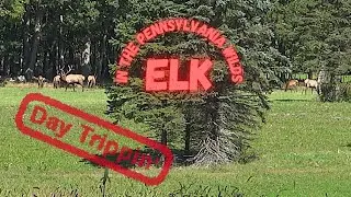 Return to the Pennsylvania Wilds | Day Trippin' | Quehana Wild Area and Elk Country Visitor Center