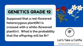 Probability & Punnett square. Genetics calculation questions. Monohybrid cross. Let&rsquo;s Take a Cellfie