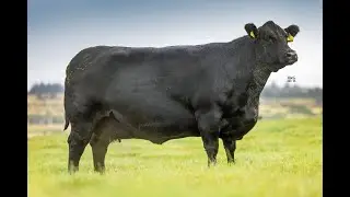 Lot 1 HW Madame Pride V509