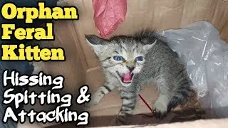 Rescue a very Angry Feral kitten and Earns his love