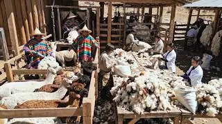 Inside a Modern Alpaca Wool Factory: From Farm Harvest to Softest Luxury Yarn (The Whole Process)