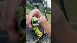 Beautiful Hickory Horned Devil!
