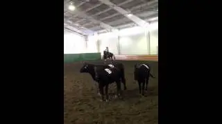 Pepe Team Cow Penning