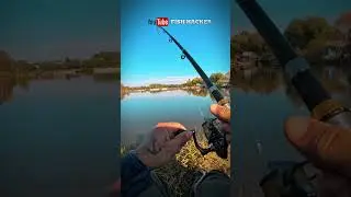 PESCUIT LA CRAP CU DOAR 11 LEI LANSETA MA CREDETI?