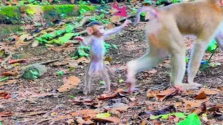 Wow...baby monkey SABA standing like this is like human 100%.