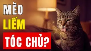 Mèo Liếm Tóc Bạn? Không Phải Nghịch Đâu, Là Hành Động “ĐÁNH DẤU” Sở Hữu!