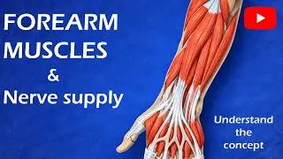 Forearm Muscles Nerve Supply Made Easy | Exam Logic, Not Memorization