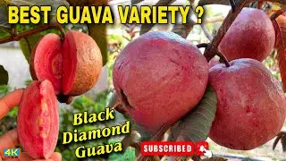 Black Diamond Guava(Dang Ayothia 3 guava)new Guava Variety Contact:9734307077