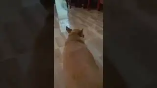 big butt boy 😂#fattydog #naughtypets #dogs #goldenfur #cute #adorable #animals  #funnypets #butt