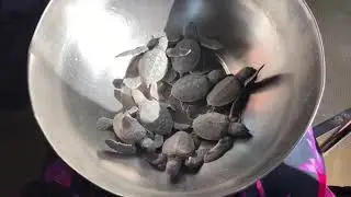 Turtles