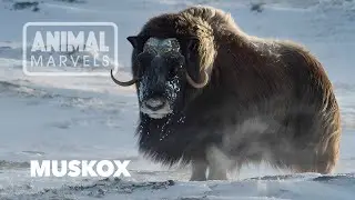 How Muskox Survived the Ice Age