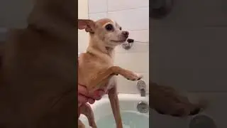 #america #pets #usa #trending