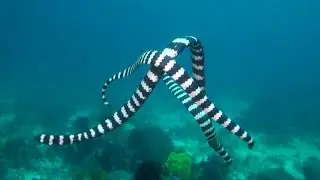 Philippines. Panglao. Snake Island