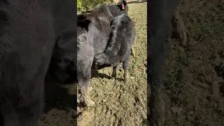 Calves are Growing Fast! #cows #calves #kentucky #hungry #shorts #cattle #angus #farmlife #goodgirl