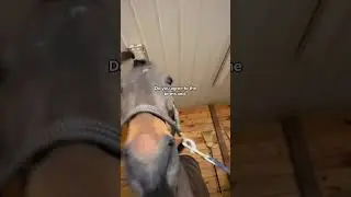 Horse Of Agreement 🐴
