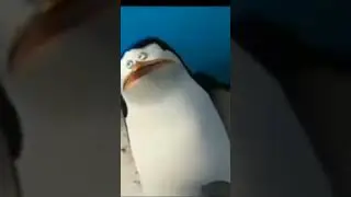 Penguin Sound Effects #shortsvideo# #penguin#