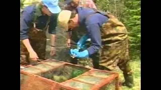 Sea Lamprey Documentaries