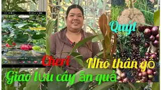 Hồng cây giống giá rẻ miền tây giao lưu cây ăn trái vú sữa, lekima, tắc chua 